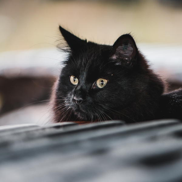 Sotis under en grvmaskin